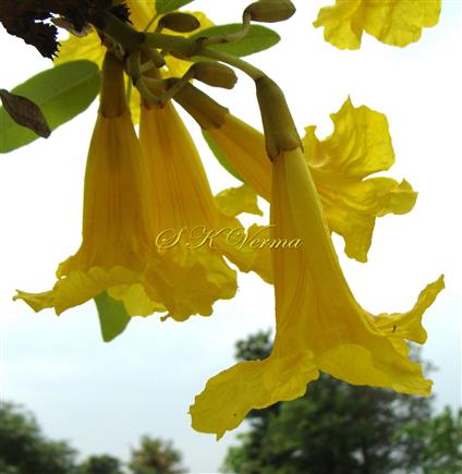  Flowers ( see Calyx and Corolla)